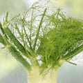 Carrot Seeds Danvers Half Long Non-GMO Vegetable Seeds 20+ Daucus carota Garden Starter Plant