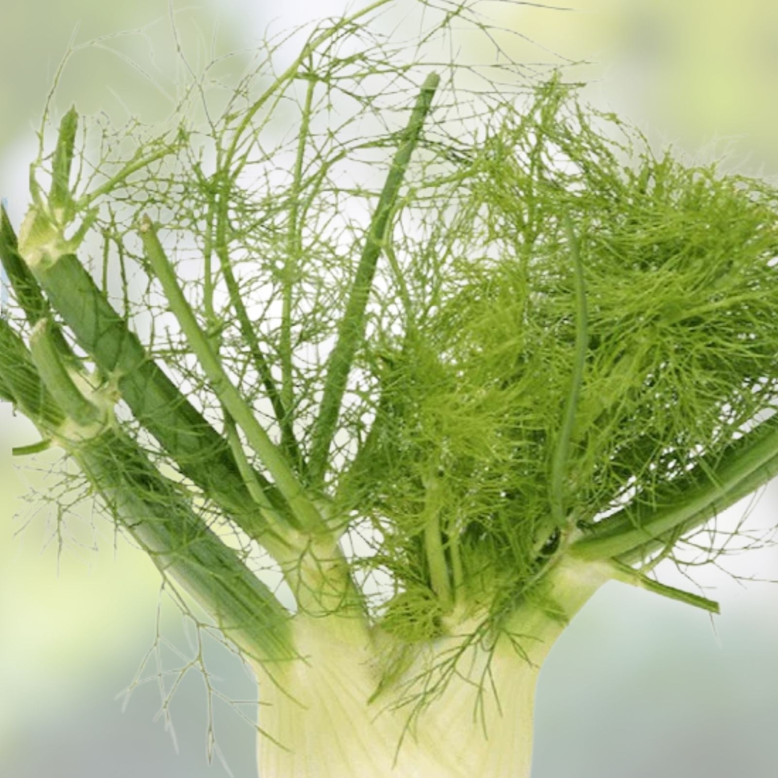 Carrot Seeds Danvers Half Long Non-GMO Vegetable Seeds 20+ Daucus carota Garden Starter Plant