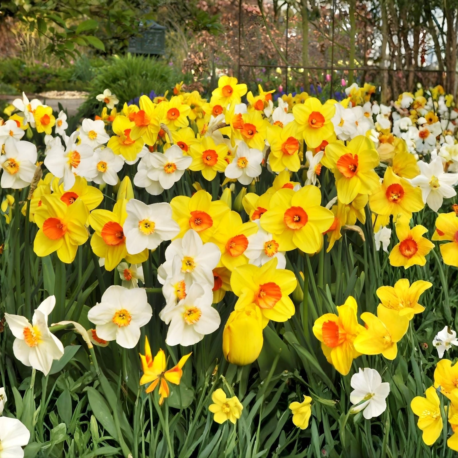 Daffodil Bulbs 6-Pack Mix – Narcissus Trumpet Flowering Plant – Spring Garden Bulbs in Yellow, White, Orange, Pink