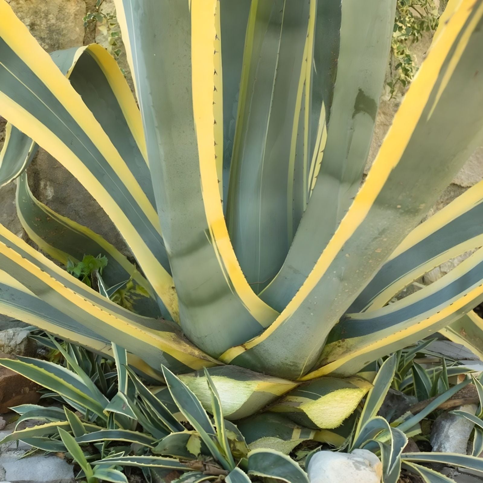 Agave Americana Variegated Succulent Plant 6-12 Inches Live Houseplant or Cutting Green Yellow Foliage Century Plant