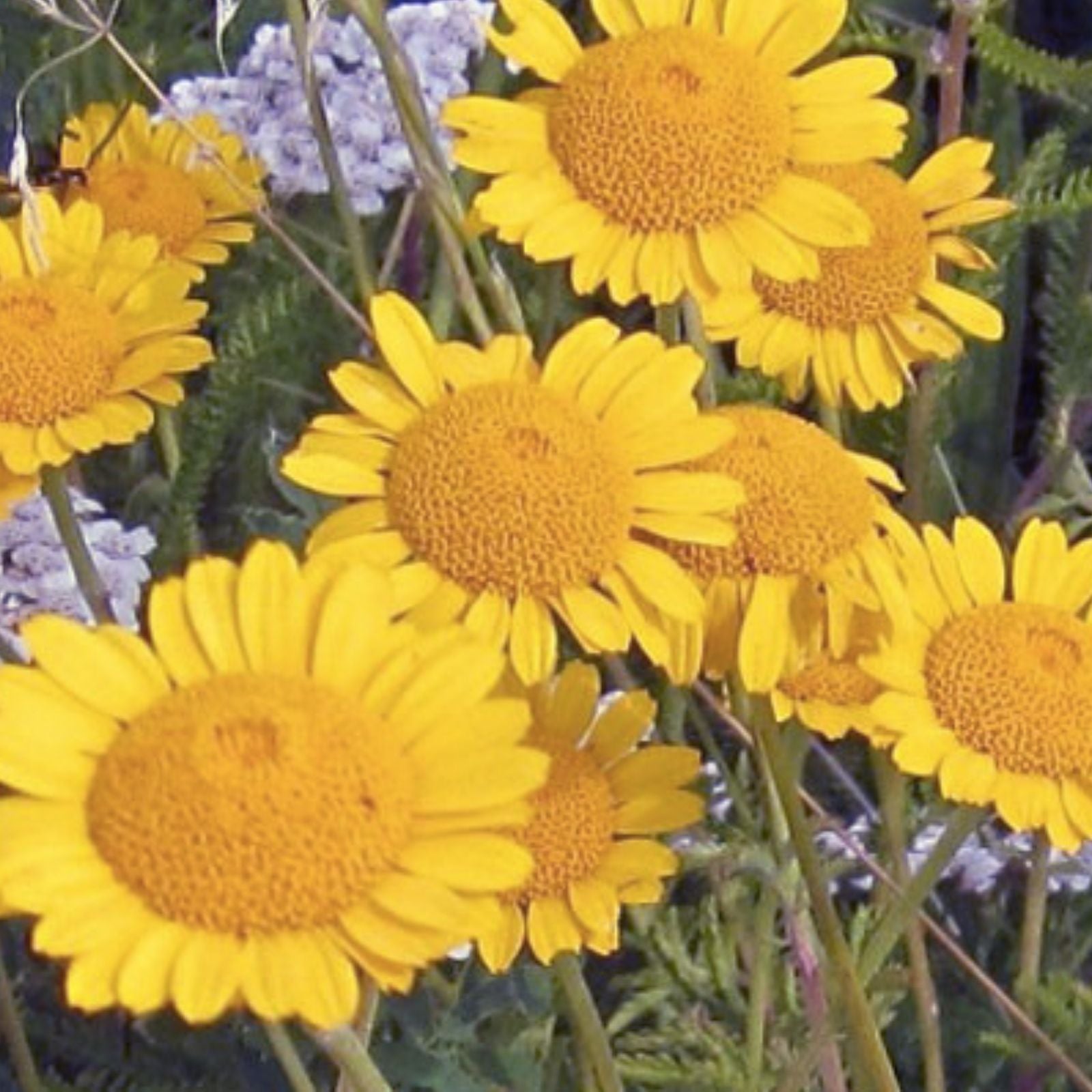 Golden Marguerite Daisy Seeds 50 Organic Anthemis tinctoria Live Plant Pollinator Attractant Garden Starter Bare Root Free Shipping