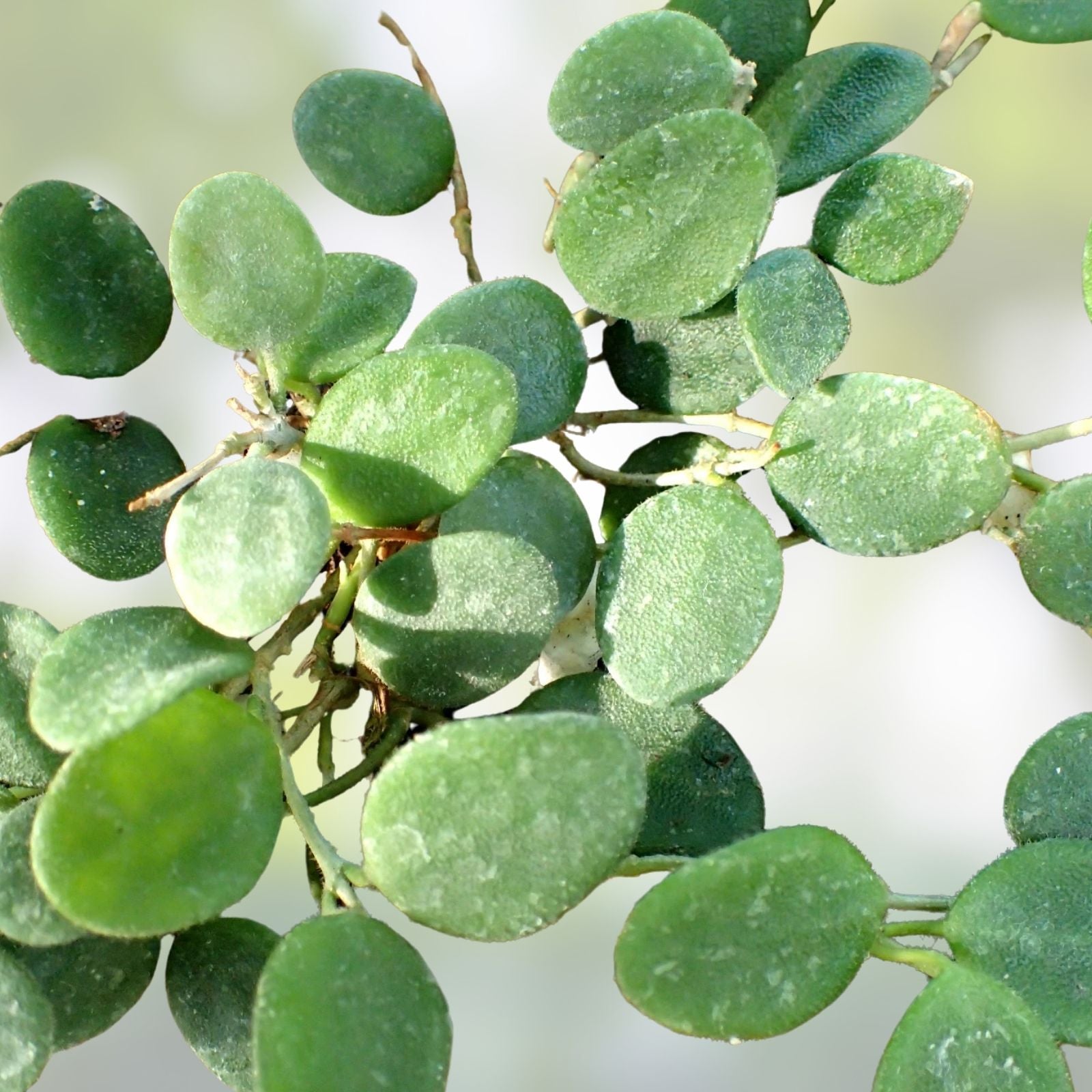 Hoya serpens Plant Cutting | Live Indoor Houseplant | Easy Care Green Foliage | Low Maintenance Hoya Starter Plant