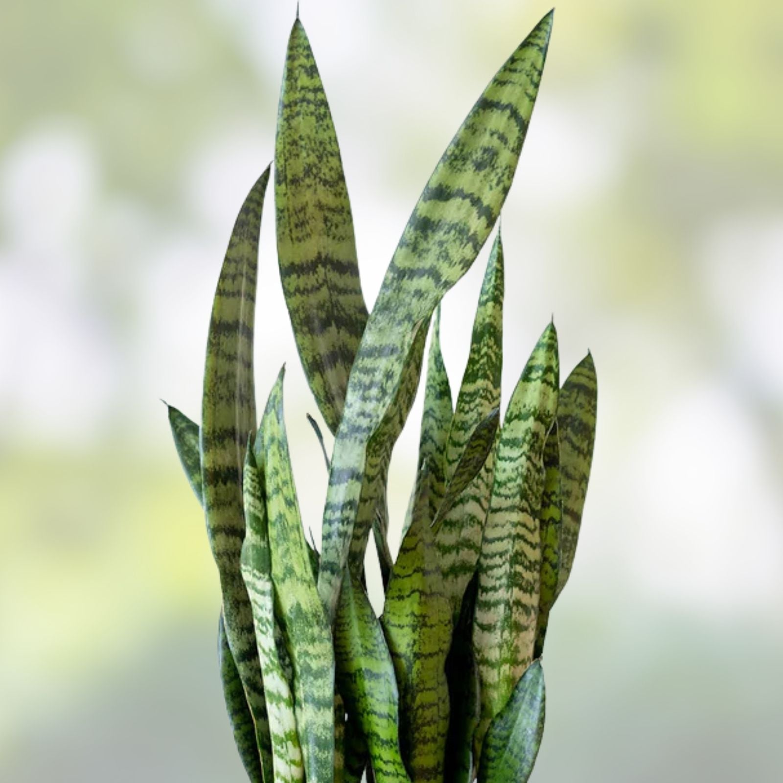 Snake Plant Cuttings 6-12" Sansevieria Zeylanica Indoor Air-Purifying Houseplant - 16 Healthy Clippings