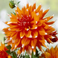 Dahlia Tuber Cactus Variety Live Plant Orange White Tips Full Sun Dahlia pinnata Garden Flower
