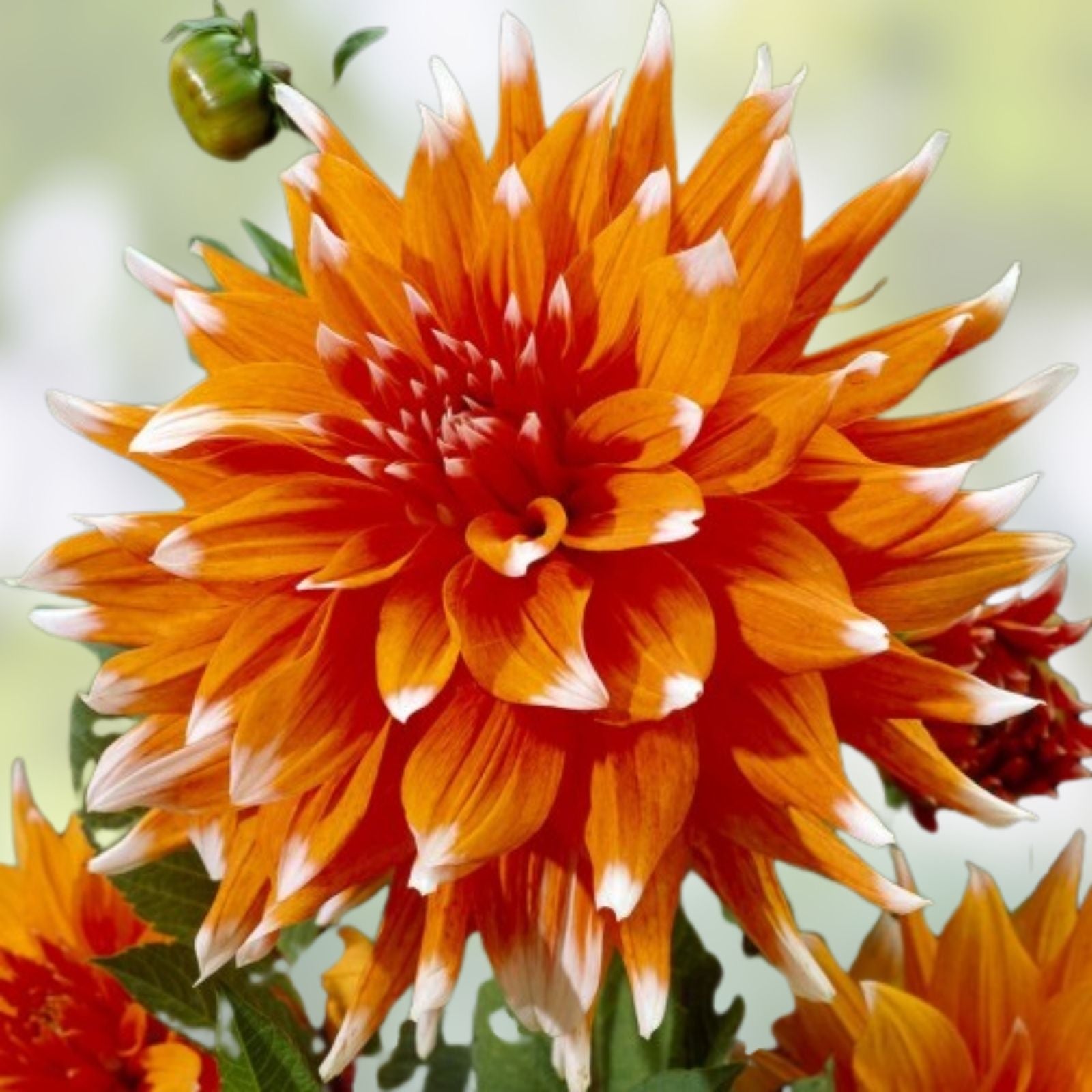 Dahlia Tuber Cactus Variety Live Plant Orange White Tips Full Sun Dahlia pinnata Garden Flower