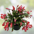 Christmas Cholla Cactus Cuttings - 2 Pieces, Opuntia Leptocaulis, Drought-Tolerant Succulent, Indoor or Outdoor Plant