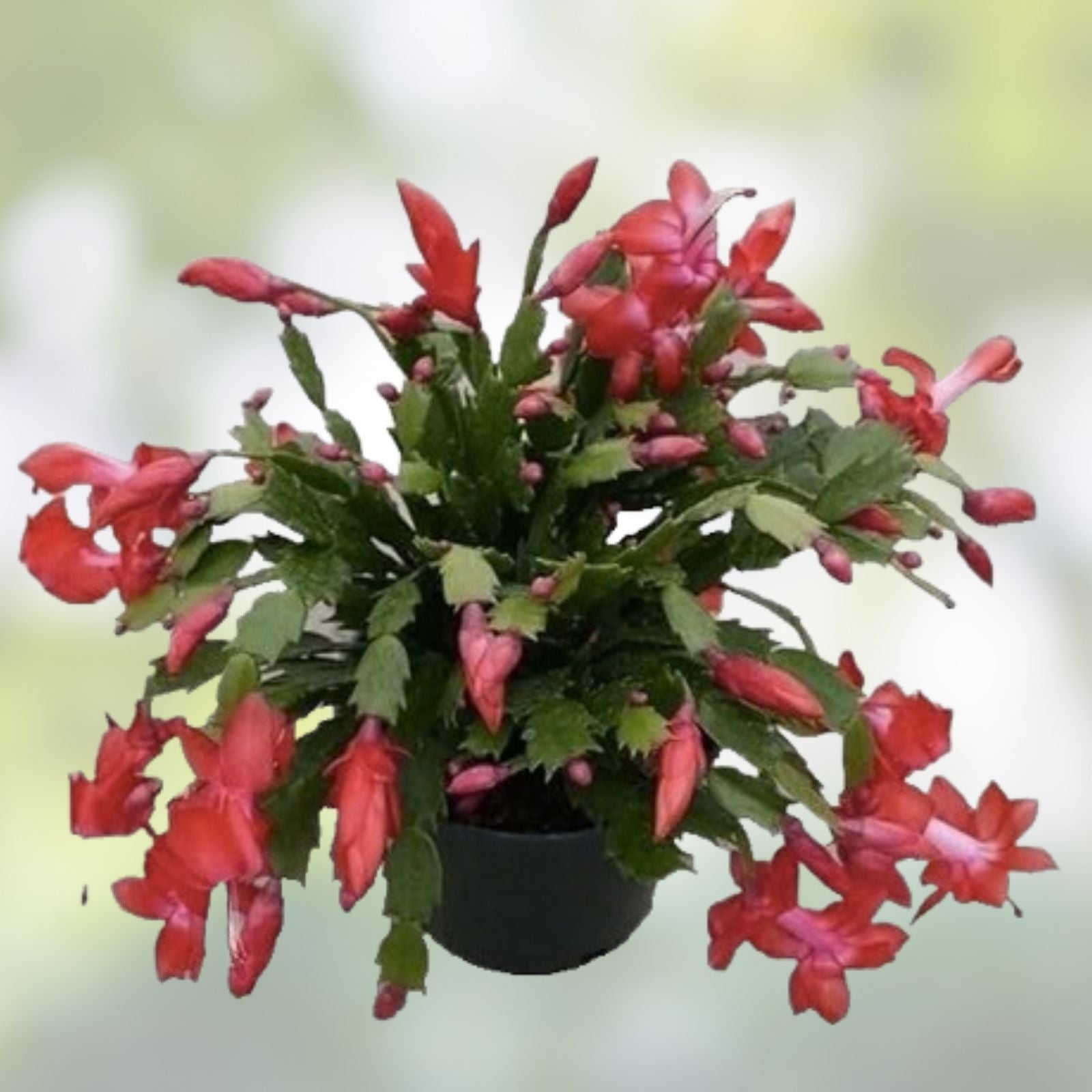 Christmas Cholla Cactus Cuttings - 2 Pieces, Opuntia Leptocaulis, Drought-Tolerant Succulent, Indoor or Outdoor Plant