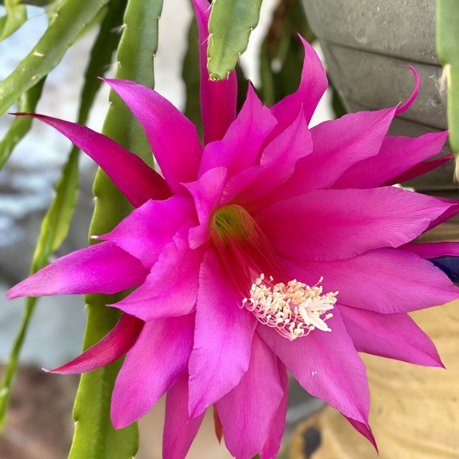 Epiphyllum 'Grand Baroque' Rooted Cutting, Rare Orchid Cactus, Colorful Succulent Houseplant, Unique Epiphyllum Variety