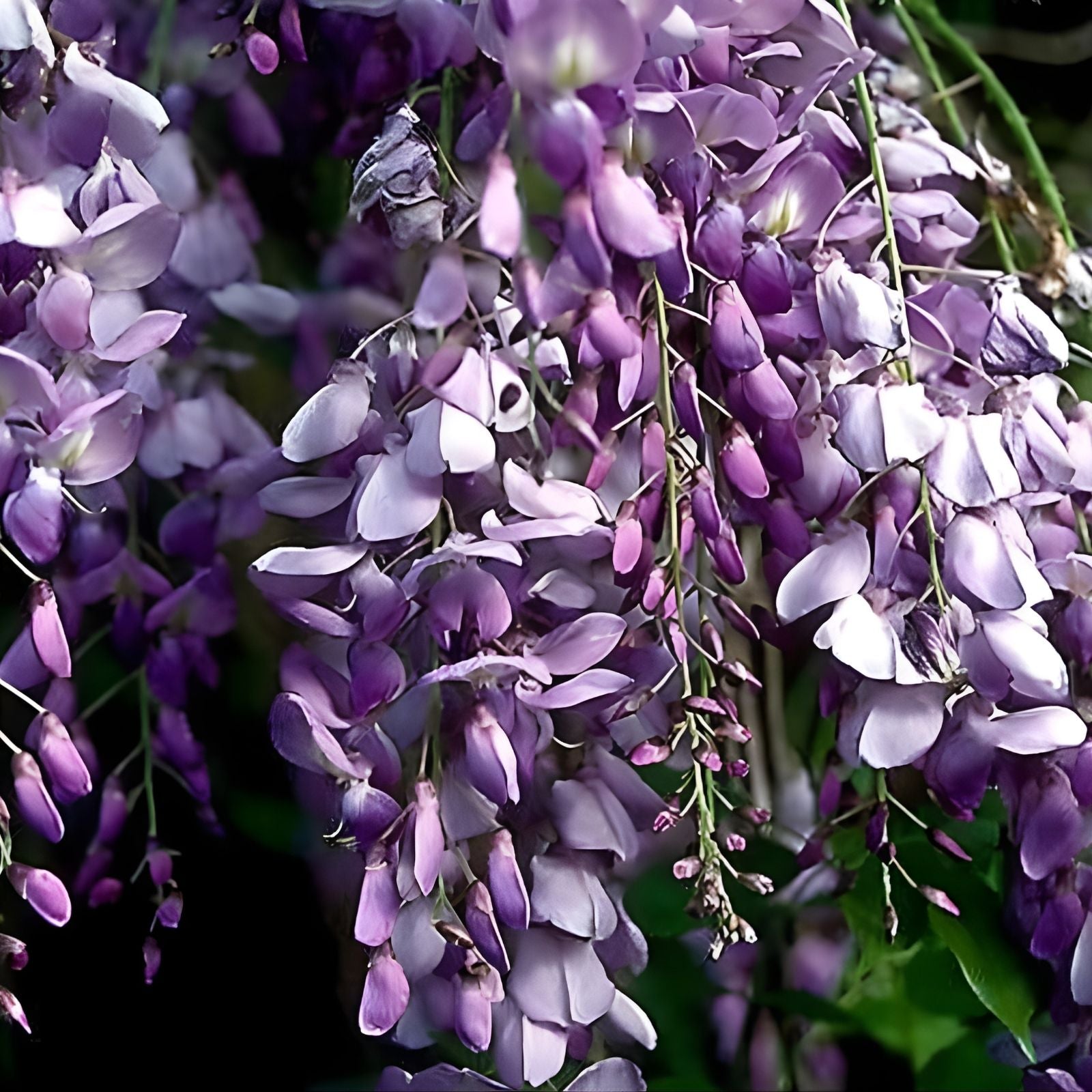 Live Blue Chinese Wisteria Plant 1-2 ft Rooted Vine Heirloom Purple Flowers Wisteria sinensis