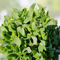 3" Ripple Jade Succulent Plant Crassula arborescens Undulatifolia Live Houseplant, Blue Green Wavy Foliage