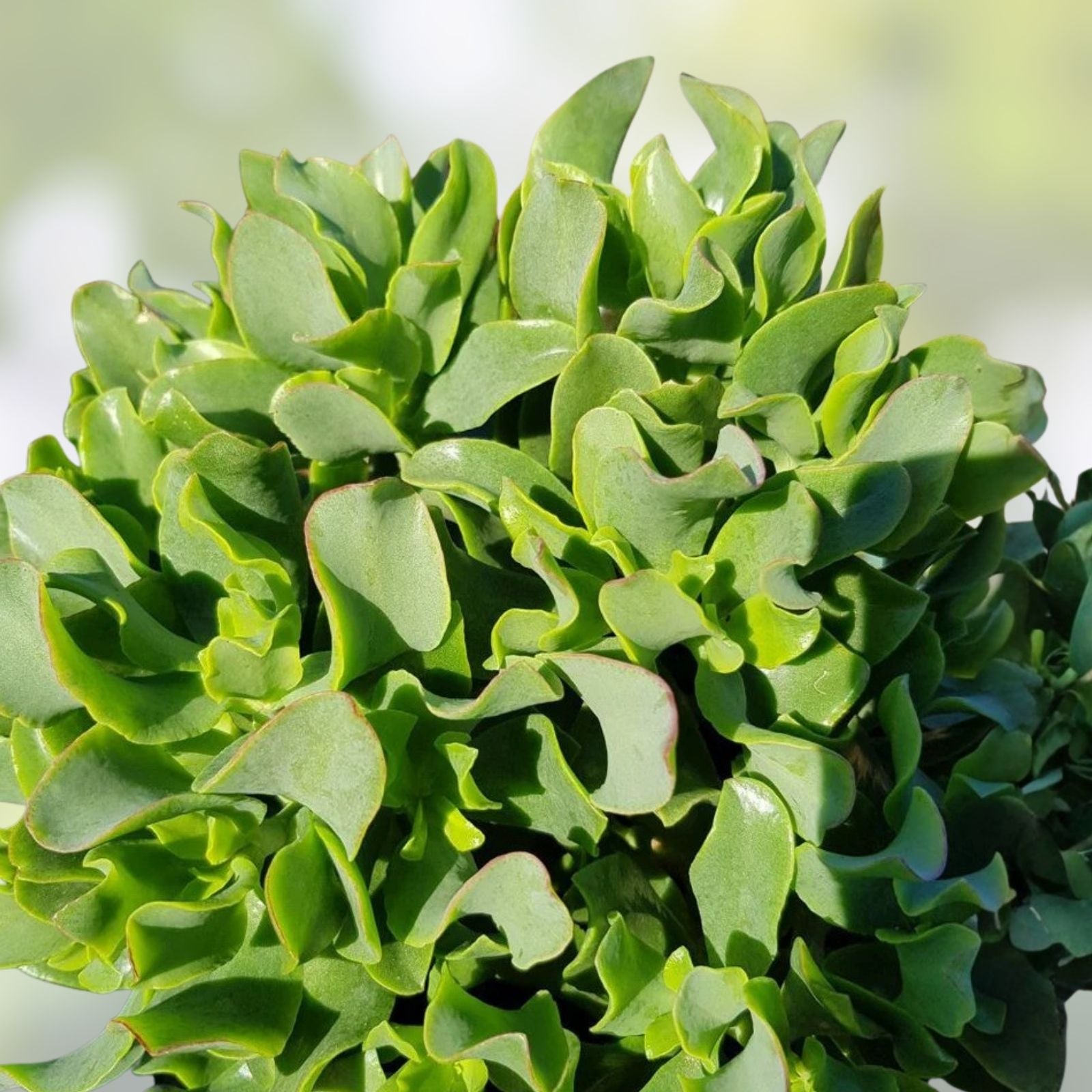 3" Ripple Jade Succulent Plant Crassula arborescens Undulatifolia Live Houseplant, Blue Green Wavy Foliage