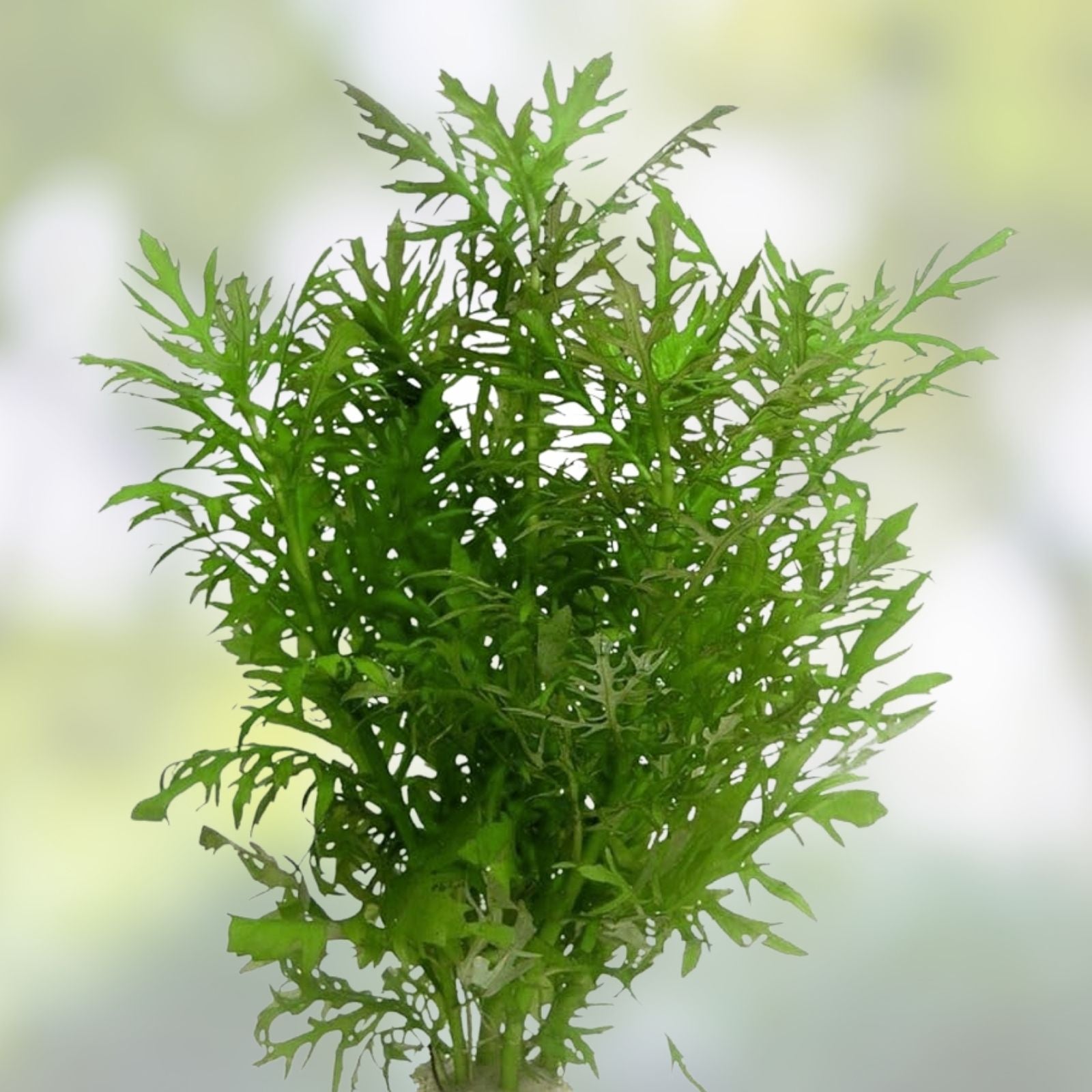 Aquarium Water Grass Seeds 100+ | Lush Fish Tank Plant | Hygrophila difformis Freshwater Aquarium Plant