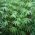 Organic Sweet Red Cassava Cuttings - Manihot Esculenta Yuca Starter Plant - Edible Tropical Root Vegetable for Gardening