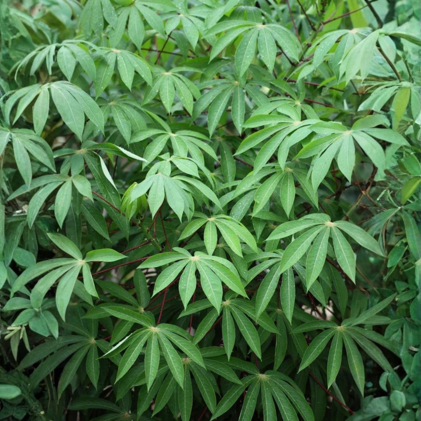 Organic Sweet Red Cassava Cuttings - Manihot Esculenta Yuca Starter Plant - Edible Tropical Root Vegetable for Gardening