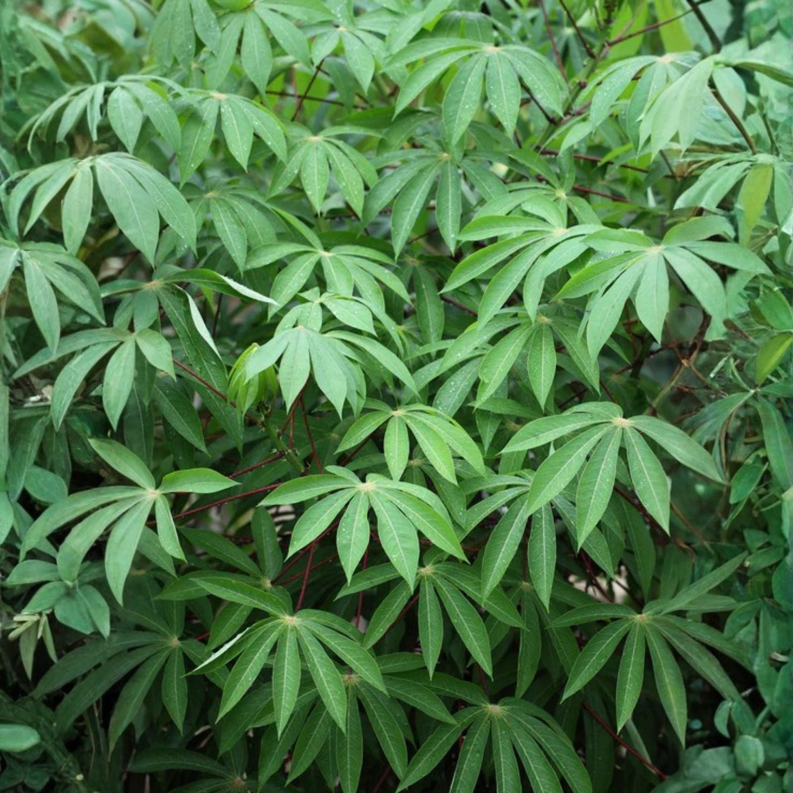 Organic Sweet Red Cassava Cuttings - Manihot Esculenta Yuca Starter Plant - Edible Tropical Root Vegetable for Gardening