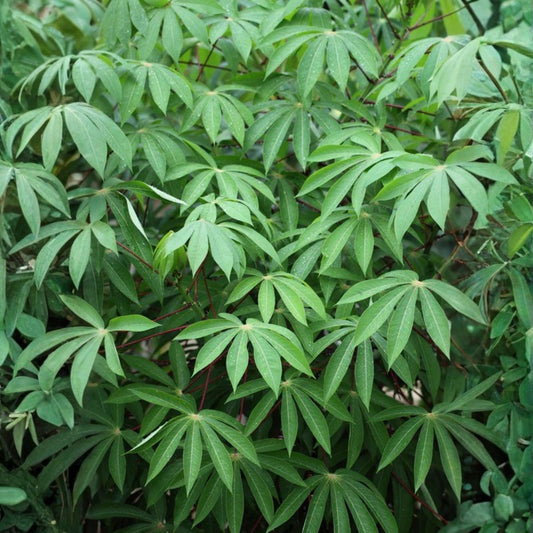 Organic Sweet Red Cassava Cuttings - Manihot Esculenta Yuca Starter Plant - Edible Tropical Root Vegetable for Gardening