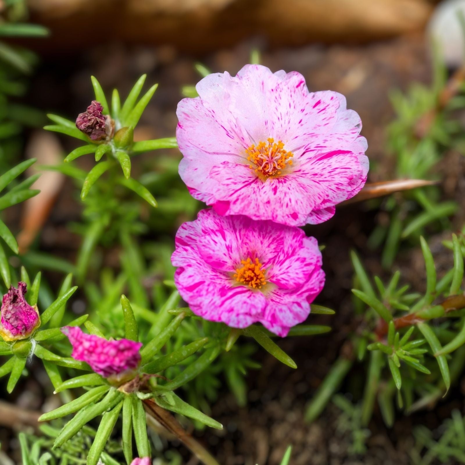 Pink Lady Portulaca Oleracea Live Purslane Plant - Vibrant Pink Succulent - Easy to Grow, US Seller