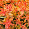 Rare Sedum Orange Delight Succulent Cutting 2-Inch Live Plant for Indoor Garden, Houseplant, Starter, Unrooted, Live Plant