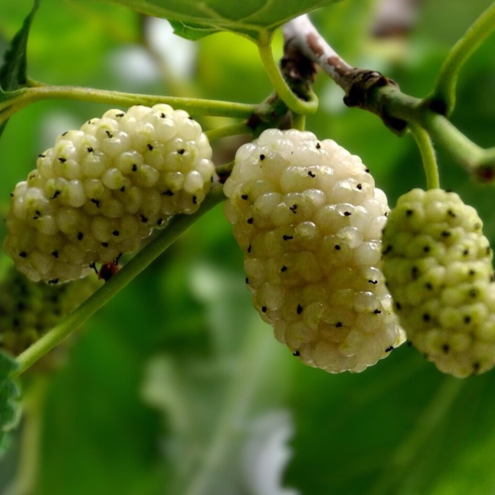 White Mulberry Cuttings 6-8" Organic Morus alba Cold Hardy Sweet Tree with Berries – 10 Pack, Fast Growing