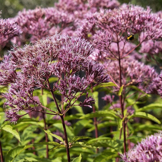 Joe Pye Weed Plants 3 Pack Eupatorium purpureum Native Maine Perennial Pollinator Garden Plants