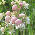 American Bittersweet Vine Seeds 20 Pack | Celastrus Scandens Hardy Climbing Plant Seeds for Garden, Landscape, Wildlife