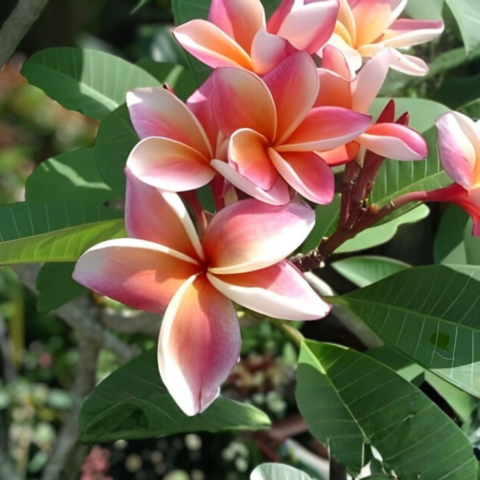 Rooted Plumeria Plant Cutting - Fruit Punch Variety - Fragrant Tropical Flowering Plant - Plumeria rubra - 21 Inches