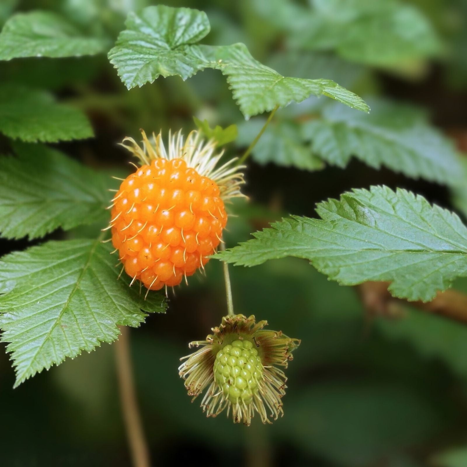 Salmonberry Root Cuttings, Rhizomes, Organic, Berry Producing Shrubs, Rubus spectabilis, Live Plant, Starter Plant