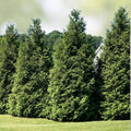 Green Giant Arborvitae Starter Plants Set of 2, Thuja Standishii Plicata, Evergreen Privacy Trees, Live Shrubs, Fast-Growing Hedge Plants