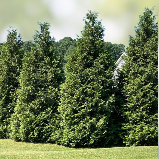 Green Giant Arborvitae Starter Plants Set of 2, Thuja Standishii Plicata, Evergreen Privacy Trees, Live Shrubs, Fast-Growing Hedge Plants
