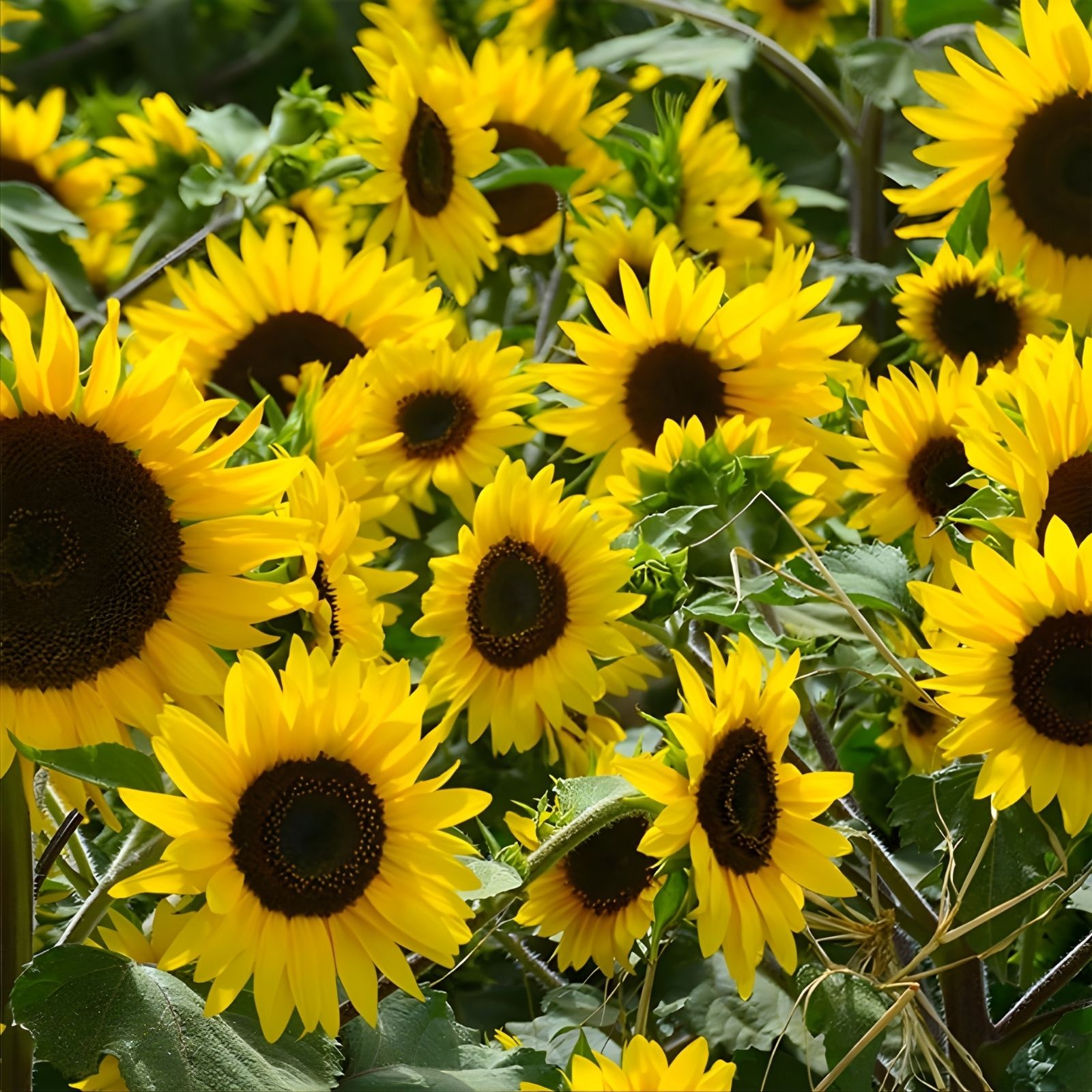 Golden Sunflower Seeds 100 Count Helianthus annuus Non-GMO Garden Seeds for Planting, Flowering, Outdoor, Backyard