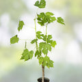 Tree Spinach Cuttings, Edible Chaya Mayan Spinach, Cnidoscolus aconitifolius, Organic Fast-Growing Nutrient-Rich Planting Material