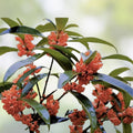 Osmanthus fragrans Beni Kin Mokusei Red Sweet Tea Olive Live Starter Plant Evergreen Shrub