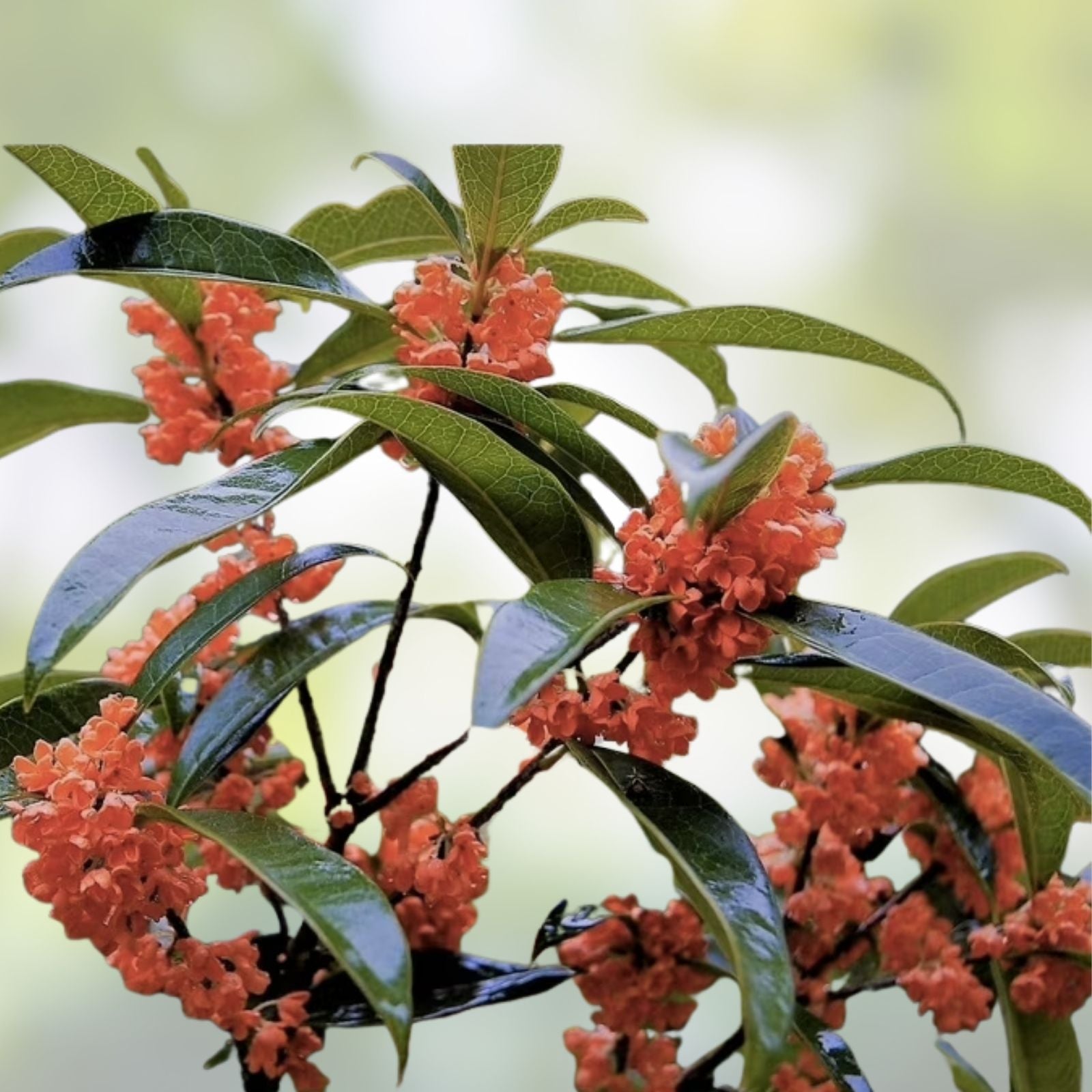 Osmanthus fragrans Beni Kin Mokusei Red Sweet Tea Olive Live Starter Plant Evergreen Shrub