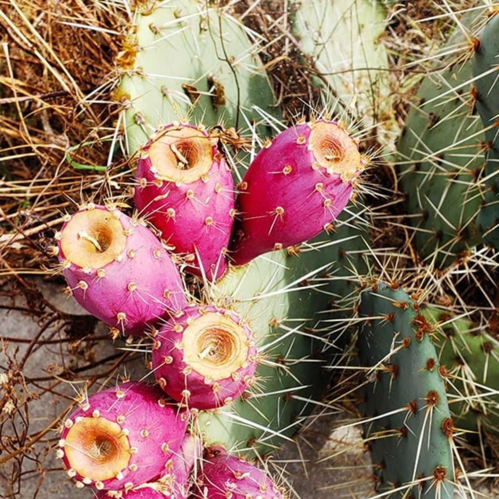 Plains Prickly Pear Cactus Cutting Opuntia polyacantha Drought-Tolerant Succulent Garden Plant
