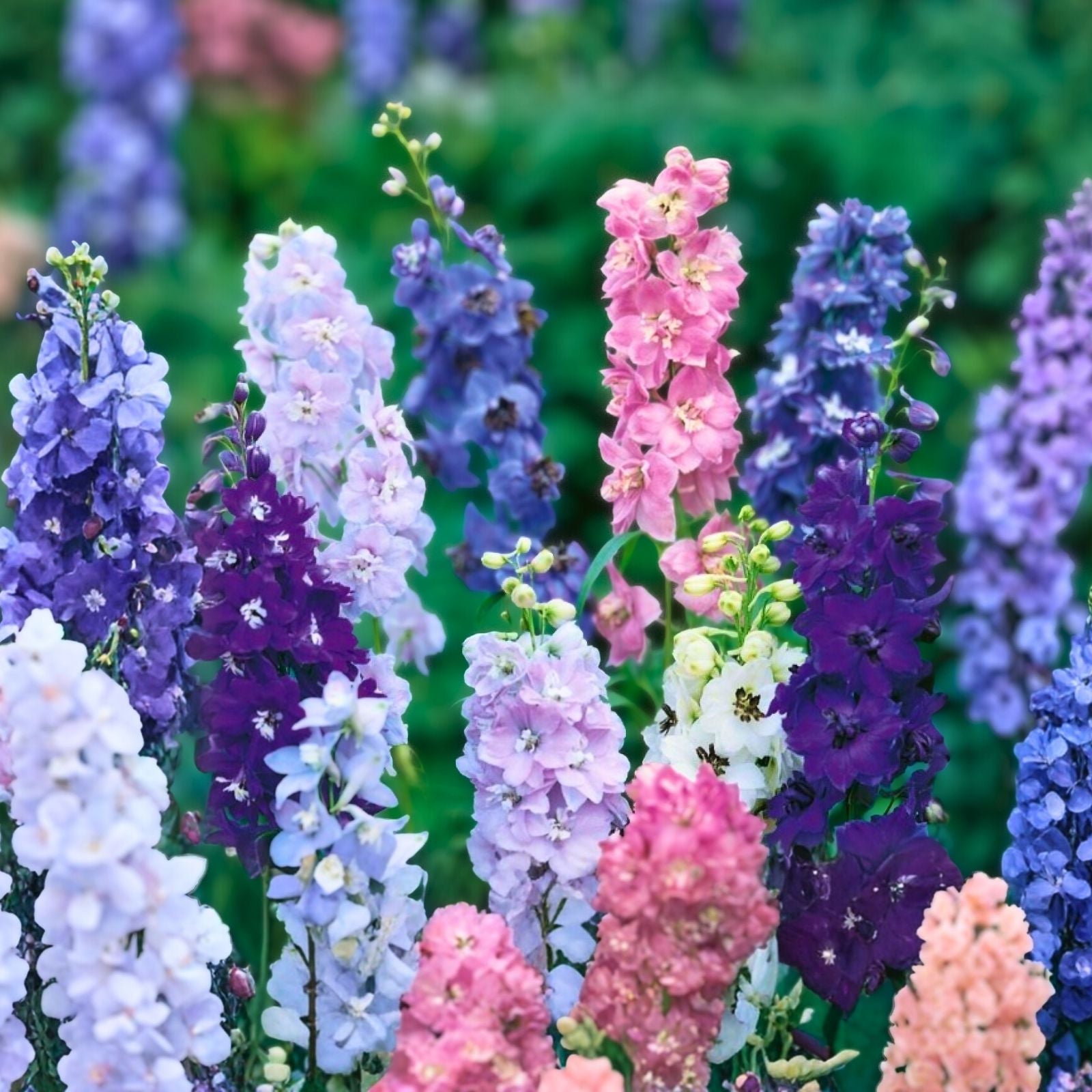 Delphinium Seeds 1000 Pack Giant Imperial Mix Multi-Color Flowering Plants Live Plant Cutting Bare Root Starter Plant