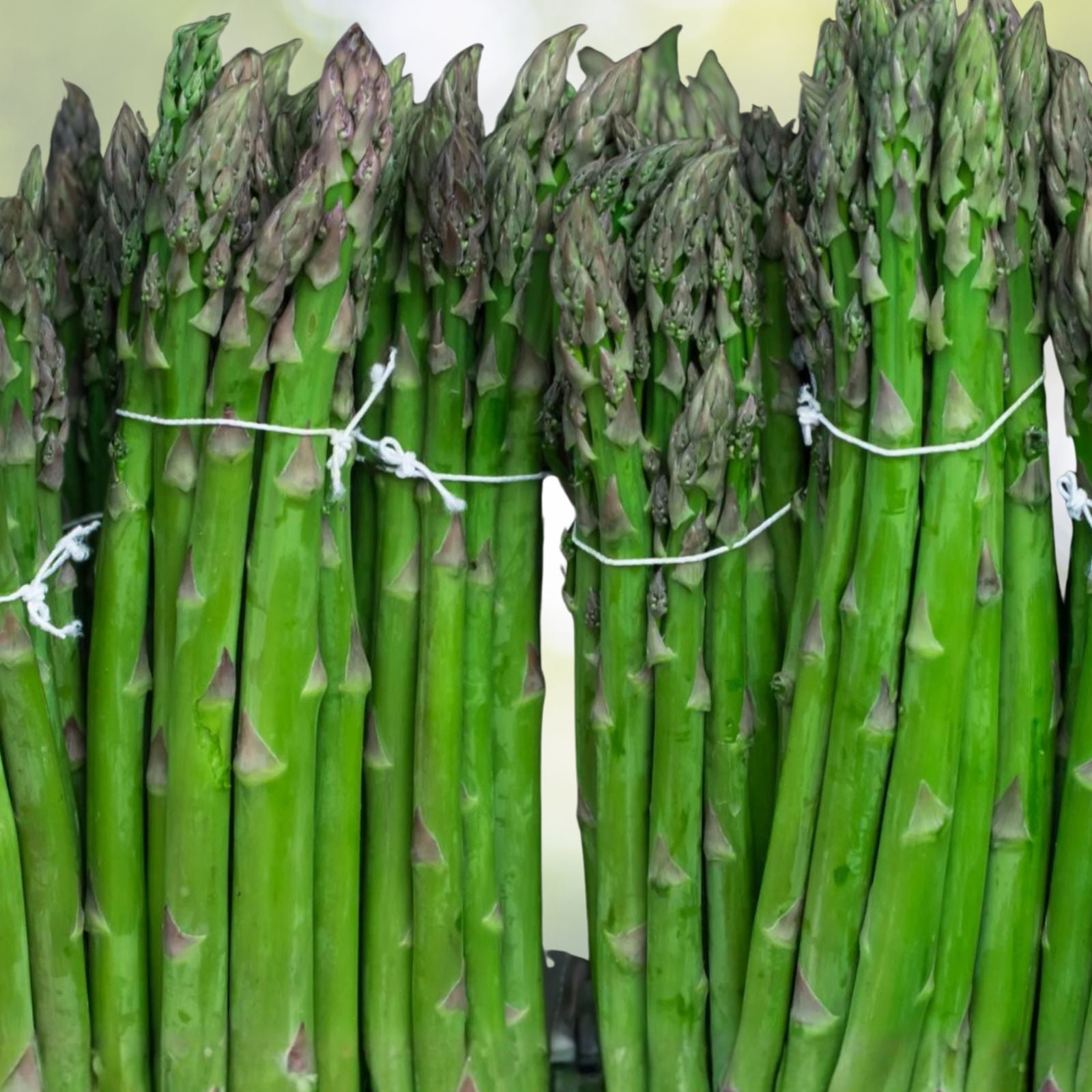 Asparagus Seeds Mary Washington Heirloom Vegetable Live Plant Cutting Starter Bare Root