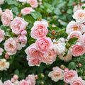 English Climber Rose Cuttings - Fragrant Shrub Rose Starter Plants for Garden Landscaping
