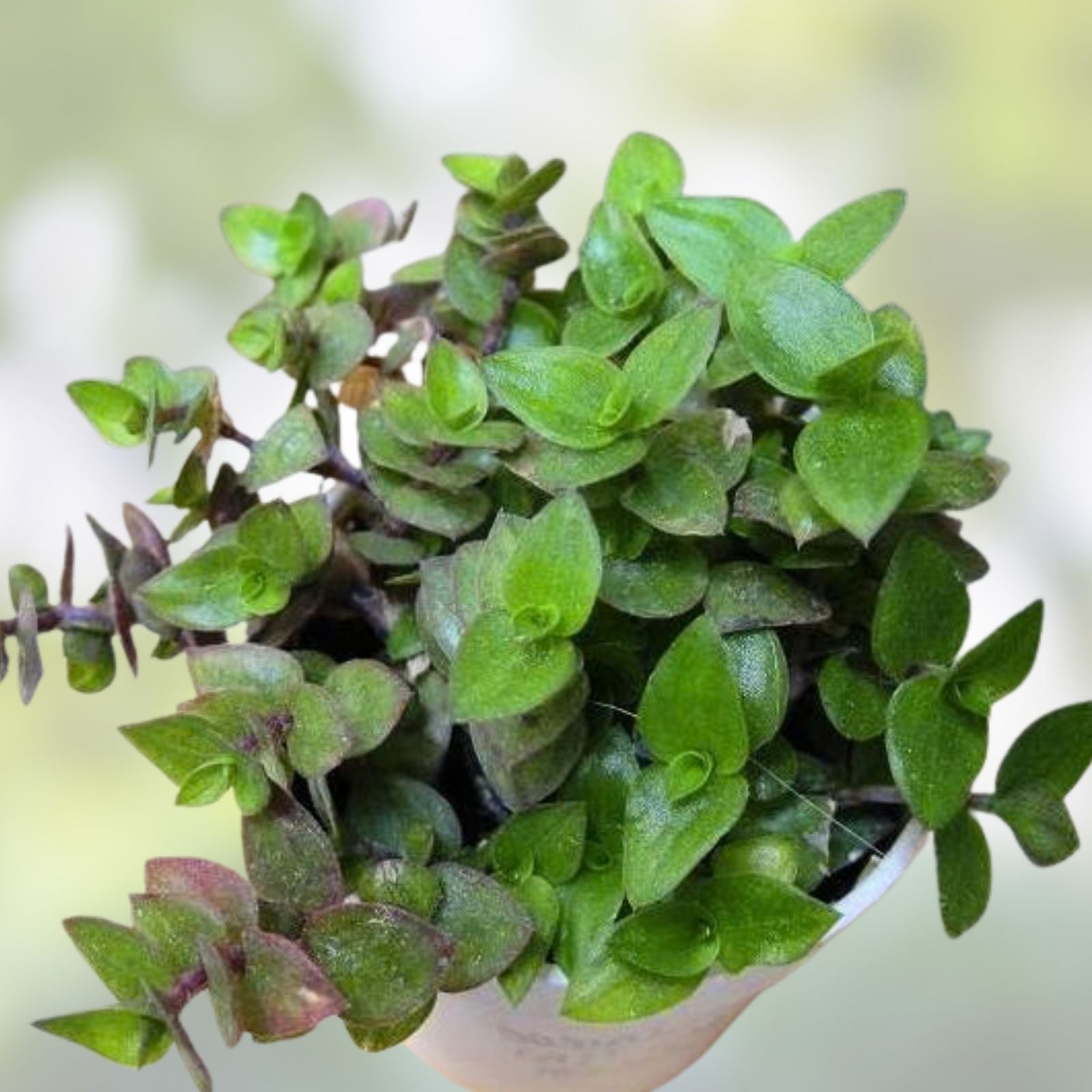 Tradescantia & Callisia Cuttings Assortment – Indoor Wandering Jew Houseplants – Easy Care Succulents & Perennials