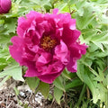 Peony Seeds Mix 10 Pack - Colorful Flowering Bush Seeds - Paeonia suffruticosa - Live Plant or Cutting - USA Seller Free Shipping