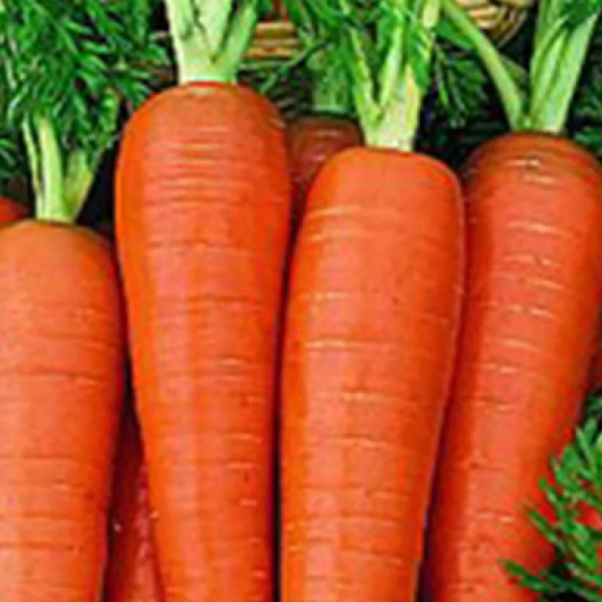 Carrot Seeds Heirloom Danvers 126 Organic Non-GMO Vegetable Seeds - Daucus carota, live plant, starter, bare root, garden, farm, edible