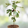 Black Madeira Fig Cutting Ficus carica Edible Fruit Tree Live Plant Garden Starter Bare Root