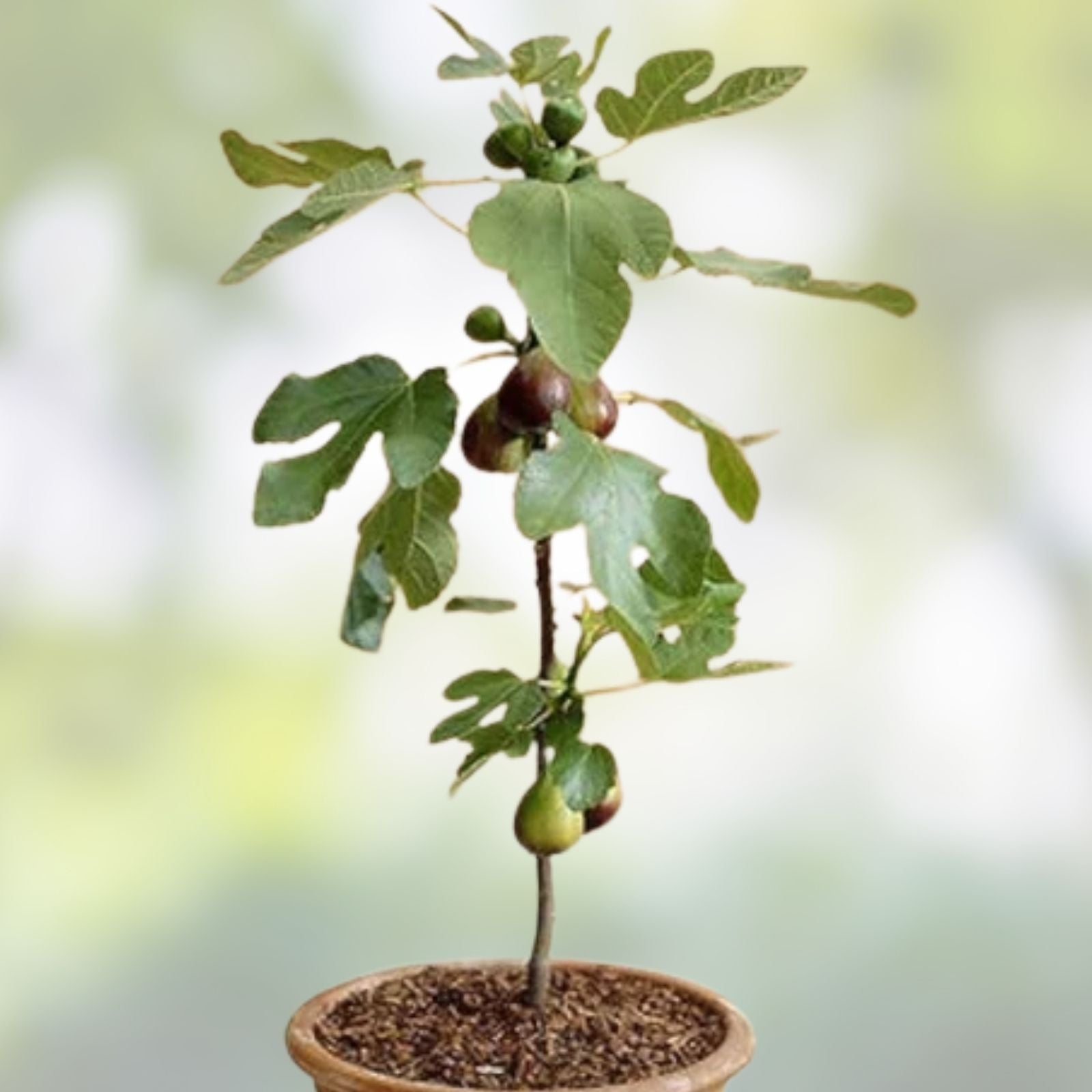 Black Madeira Fig Cutting Ficus carica Edible Fruit Tree Live Plant Garden Starter Bare Root