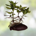 Okinawan Sweet Potato Slips Purple Ipomoea batatas Live Plant 5 Unrooted Cuttings Edible Root Vegetable Starter