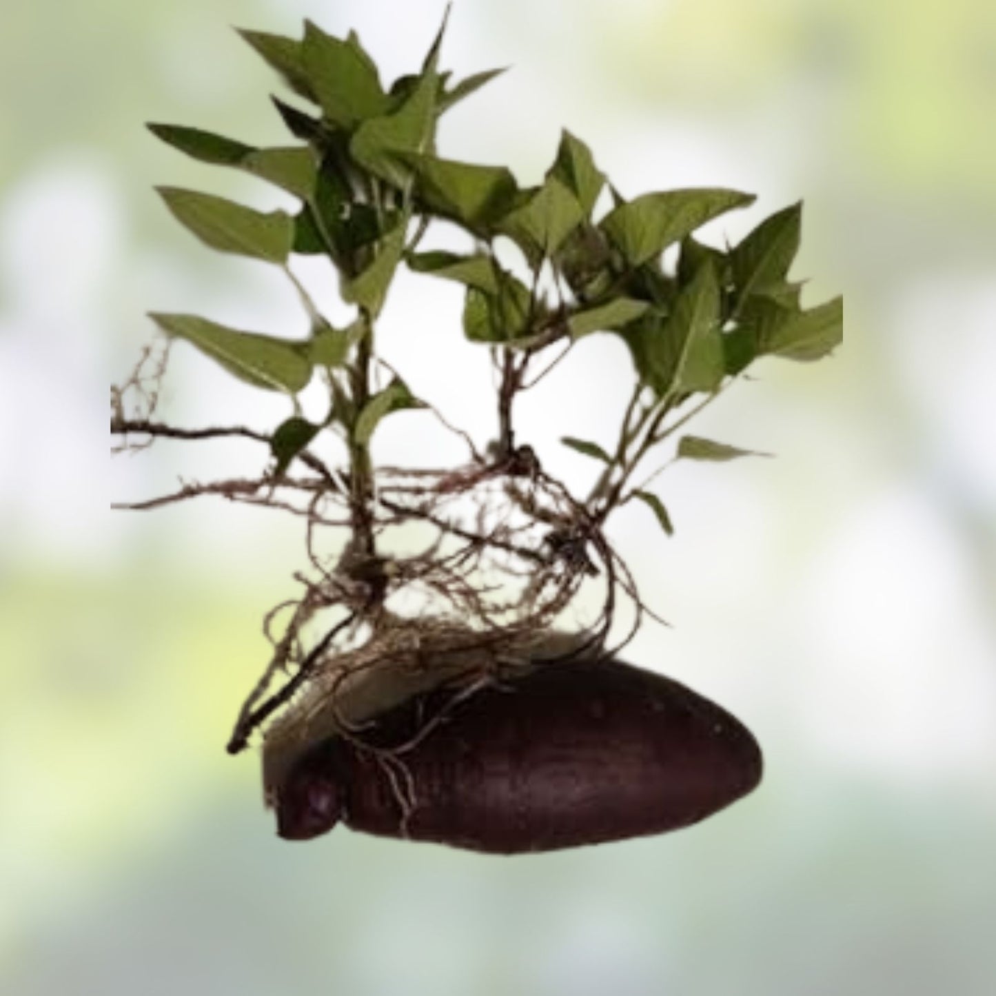 Okinawan Sweet Potato Slips Purple Ipomoea batatas Live Plant 5 Unrooted Cuttings Edible Root Vegetable Starter