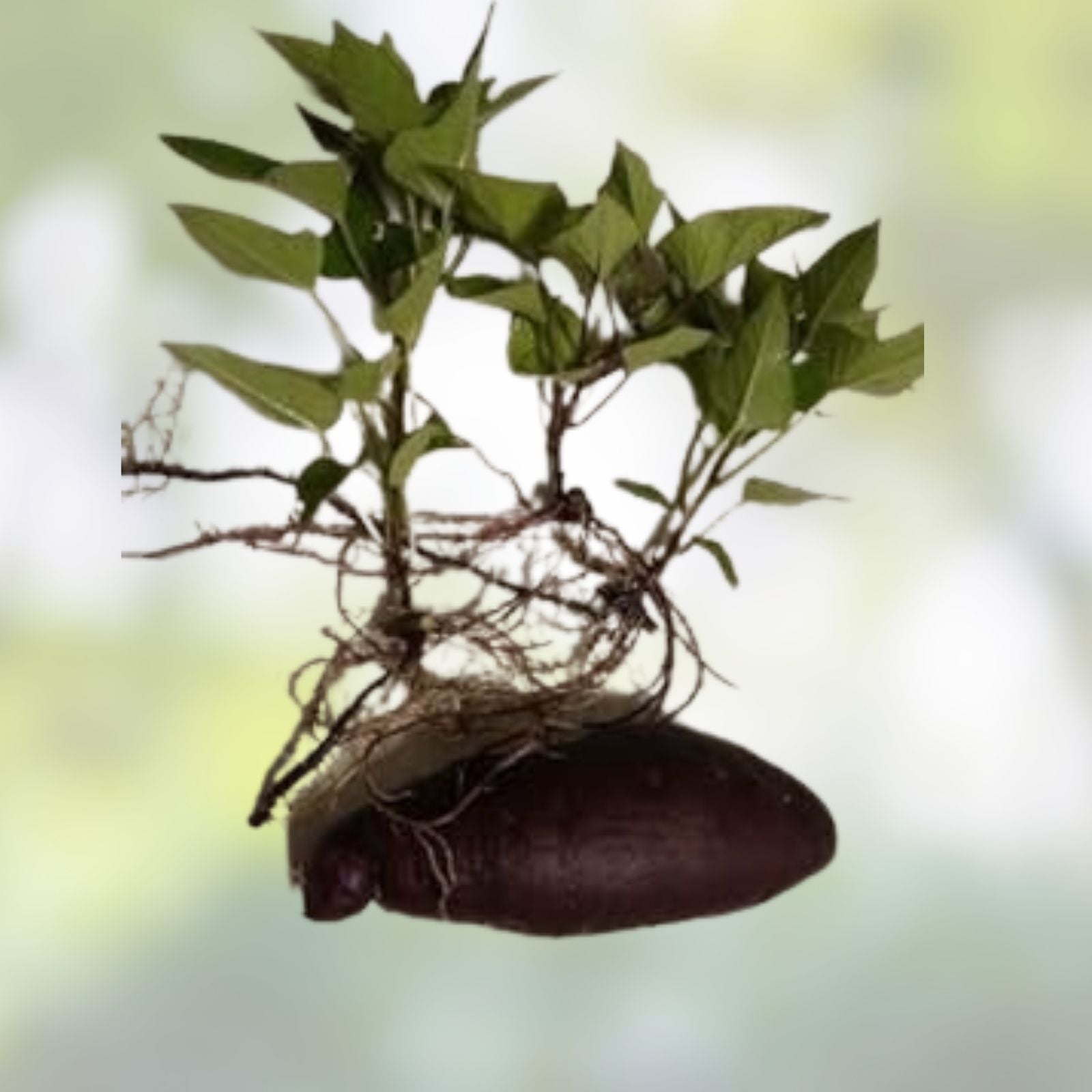 Okinawan Sweet Potato Slips Purple Ipomoea batatas Live Plant 5 Unrooted Cuttings Edible Root Vegetable Starter