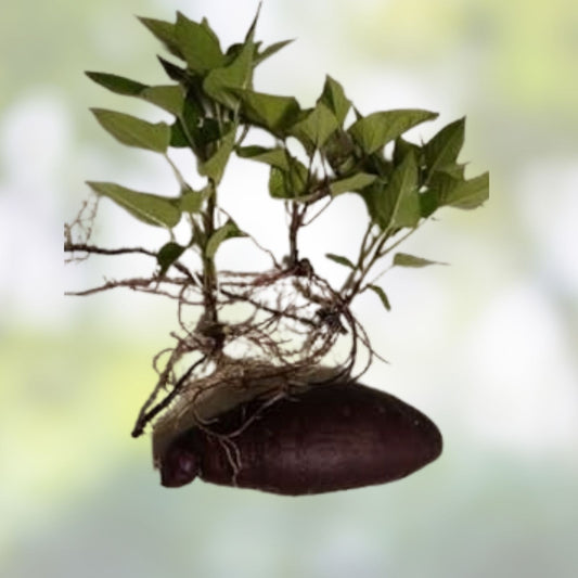 Okinawan Sweet Potato Slips Purple Ipomoea batatas Live Plant 5 Unrooted Cuttings Edible Root Vegetable Starter