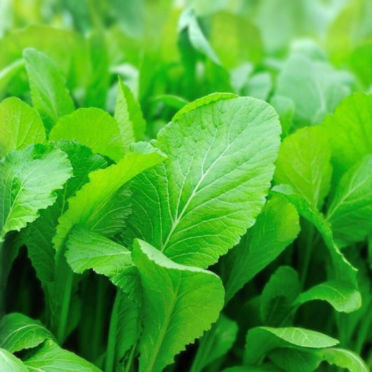 Mustard Greens Seeds Tendergreen Heirloom Non-GMO Brassica juncea Leafy Vegetable 25+ Seeds