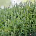 Mustard Greens Seeds Florida Broadleaf Non-GMO Brassica juncea Vegetable Seeds 500 Count for Gardening