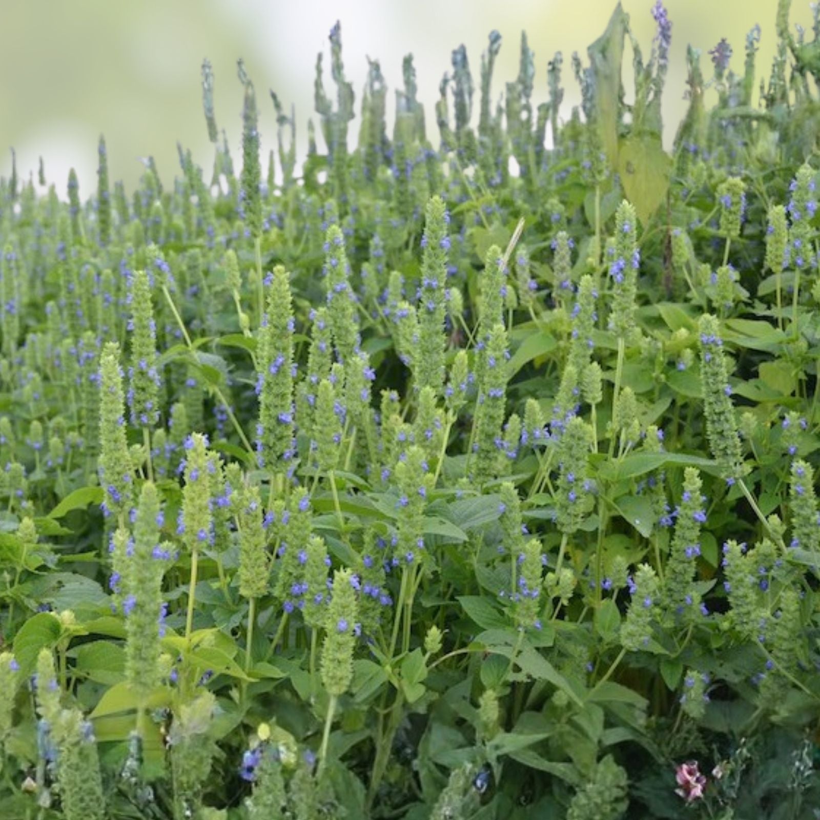 Mustard Greens Seeds Florida Broadleaf Non-GMO Brassica juncea Vegetable Seeds 500 Count for Gardening