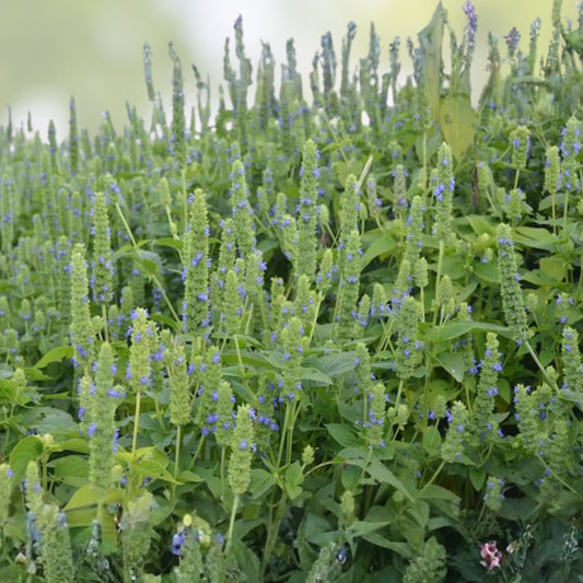 Mustard Greens Seeds Florida Broadleaf Non-GMO Brassica juncea Vegetable Seeds 500 Count for Gardening